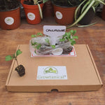 Cauliflower 'Skywalker' X12