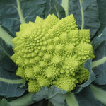 Romanesco Cauliflower 'Veronica' X12