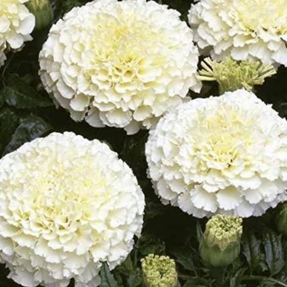 African Marigold 'White Gold Max' X20
