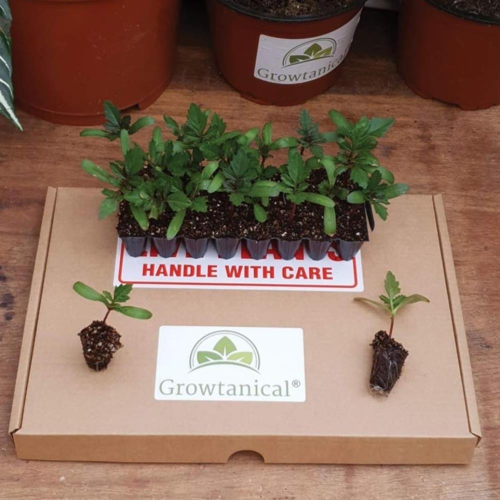 African Marigold 'White Gold Max' X20