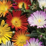 Delosperma Jewel of Desert 'Mixed' X5