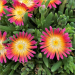 Delosperma Jewel of Desert 'Ruby' Ice Plant X 5 Plug Plants for Potting on