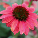 Echinacea Purpurea Papallo 'Classic Rose' X3