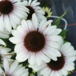 Echinacea Purpurea Unica 'Cherry on ice' X3