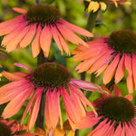 Echinacea Purpurea Unica 'Orange Purple Center' X3