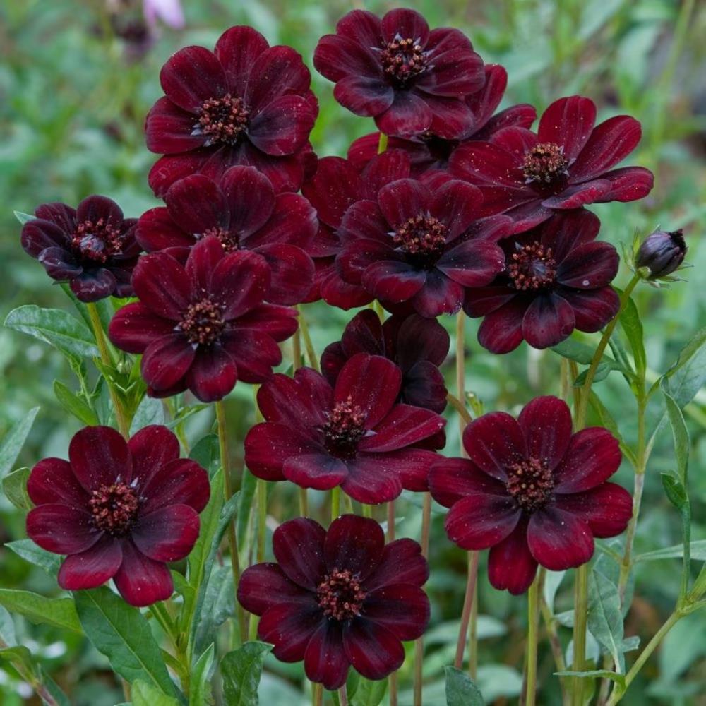 Cosmos Atrosanguineus Chocamocha X3