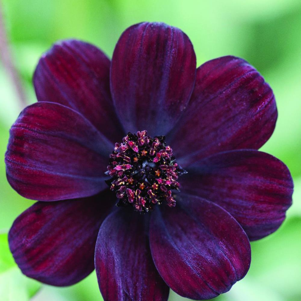 Cosmos Atrosanguineus Chocamocha X3