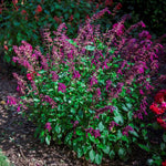 Salvia 'Love and Wishes' X3