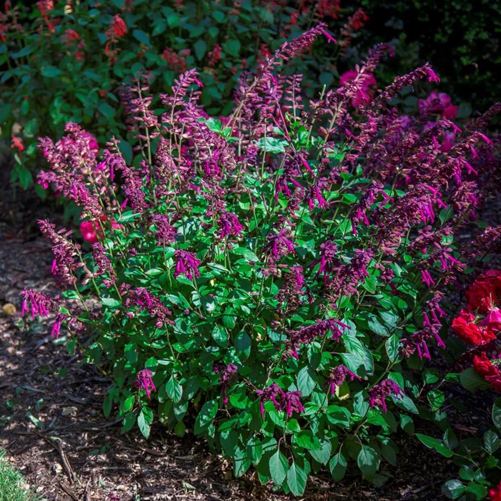 Salvia 'Love and Wishes' X3