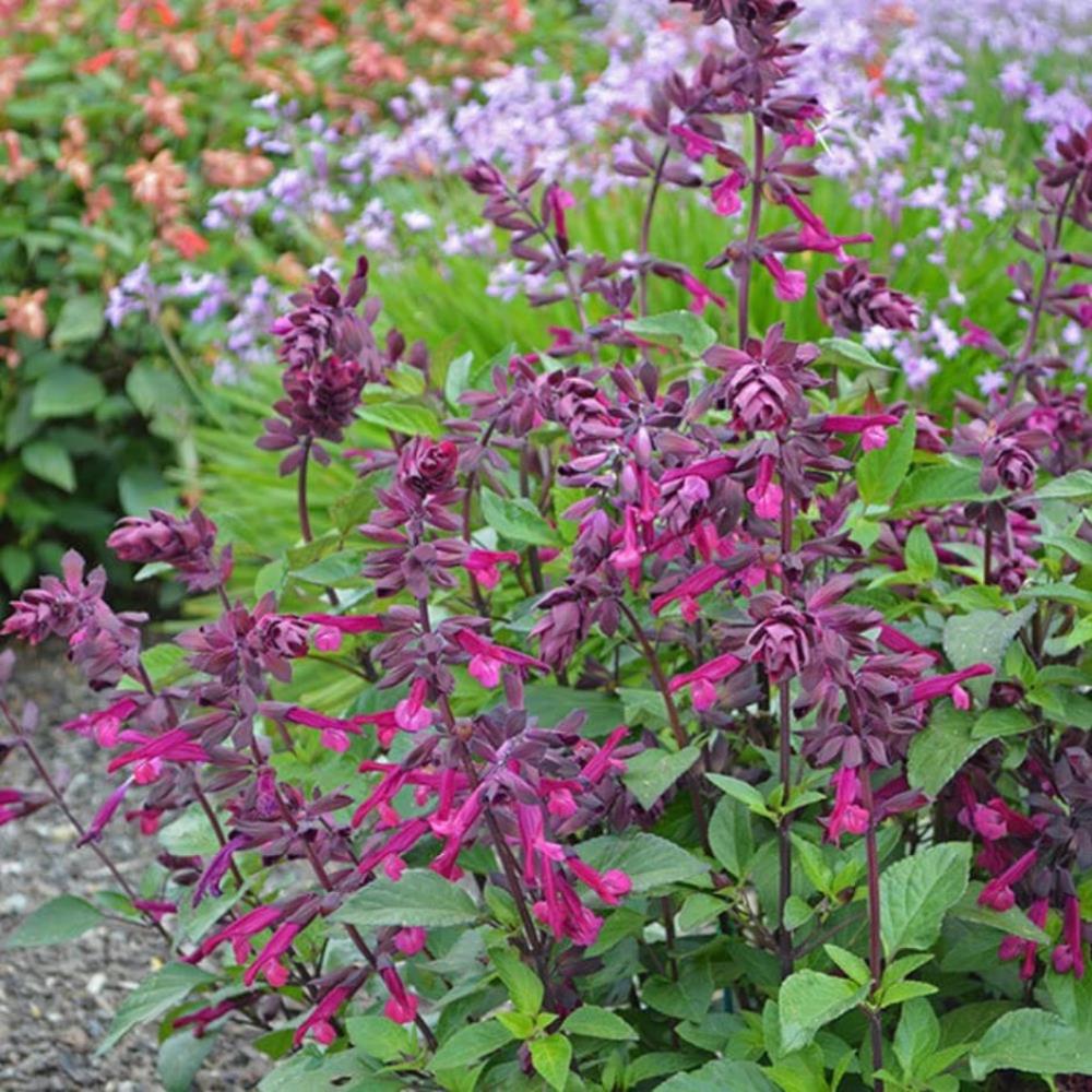 Salvia 'Love and Wishes' X3