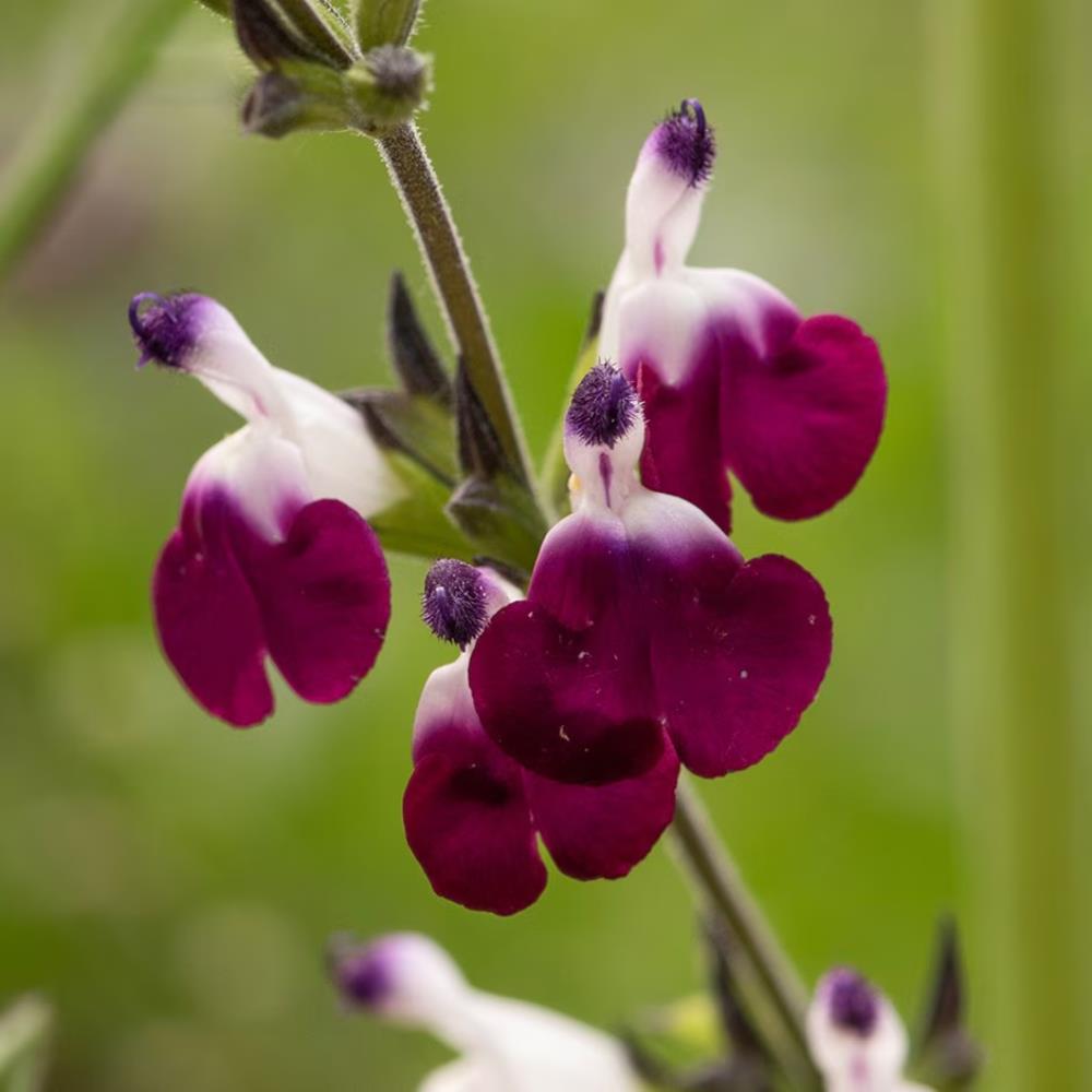 Salvia Greggii 'Amethyst Lips' X3