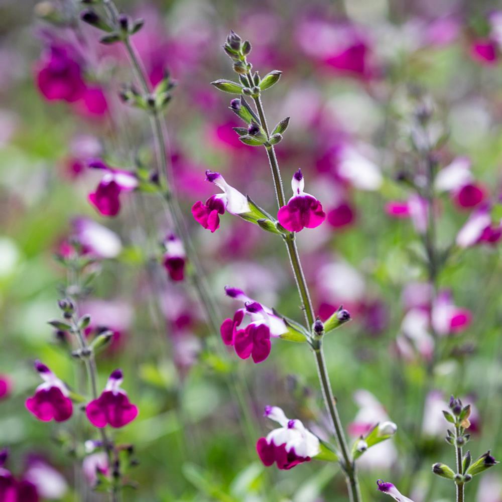 Salvia Greggii 'Amethyst Lips' X3
