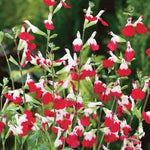 Salvia Greggii 'Hot Lips' X3
