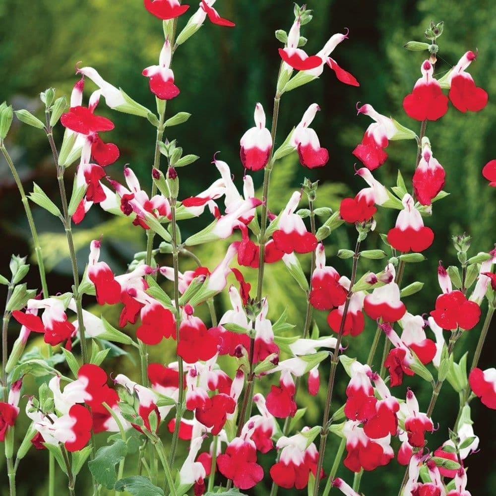 Salvia Greggii 'Hot Lips' X3