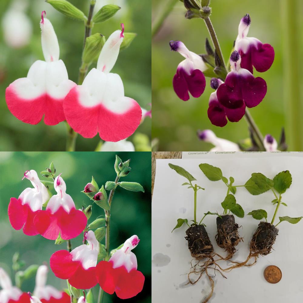 Salvia Greggii 'Lips Mix ' X3