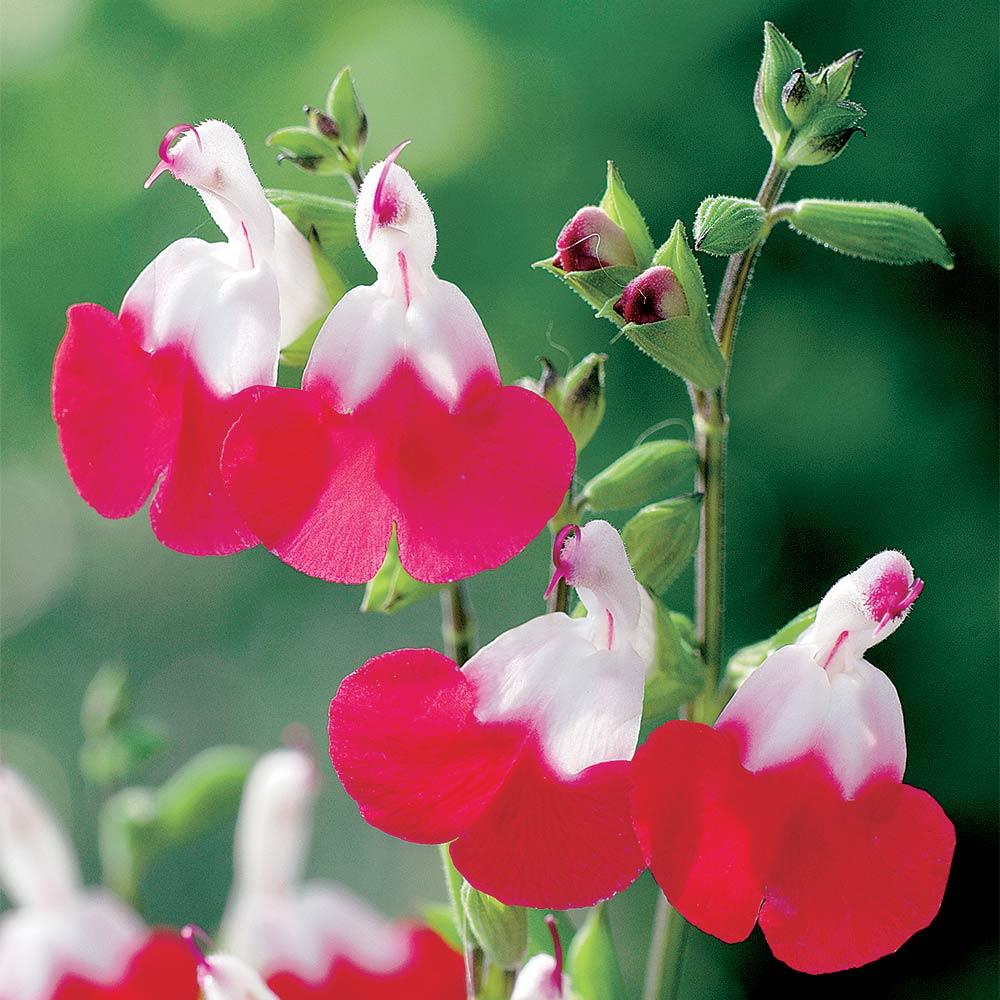 Salvia Greggii 'Lips Mix ' X3