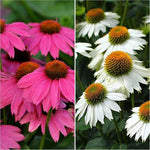 Echinacea 'Pink and White Mix' X6