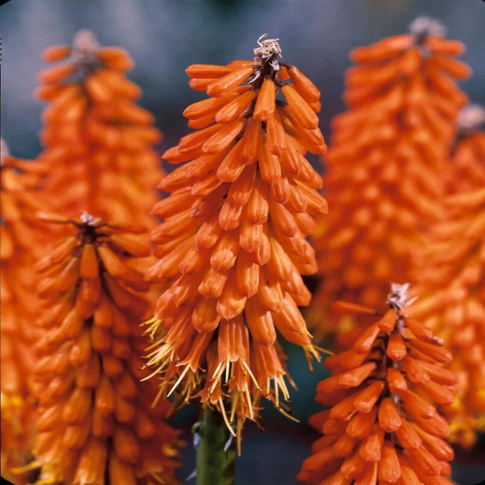 Kniphofia Uvaria Poco 'Orange' X3