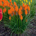 Kniphofia Uvaria Poco 'Orange' X3