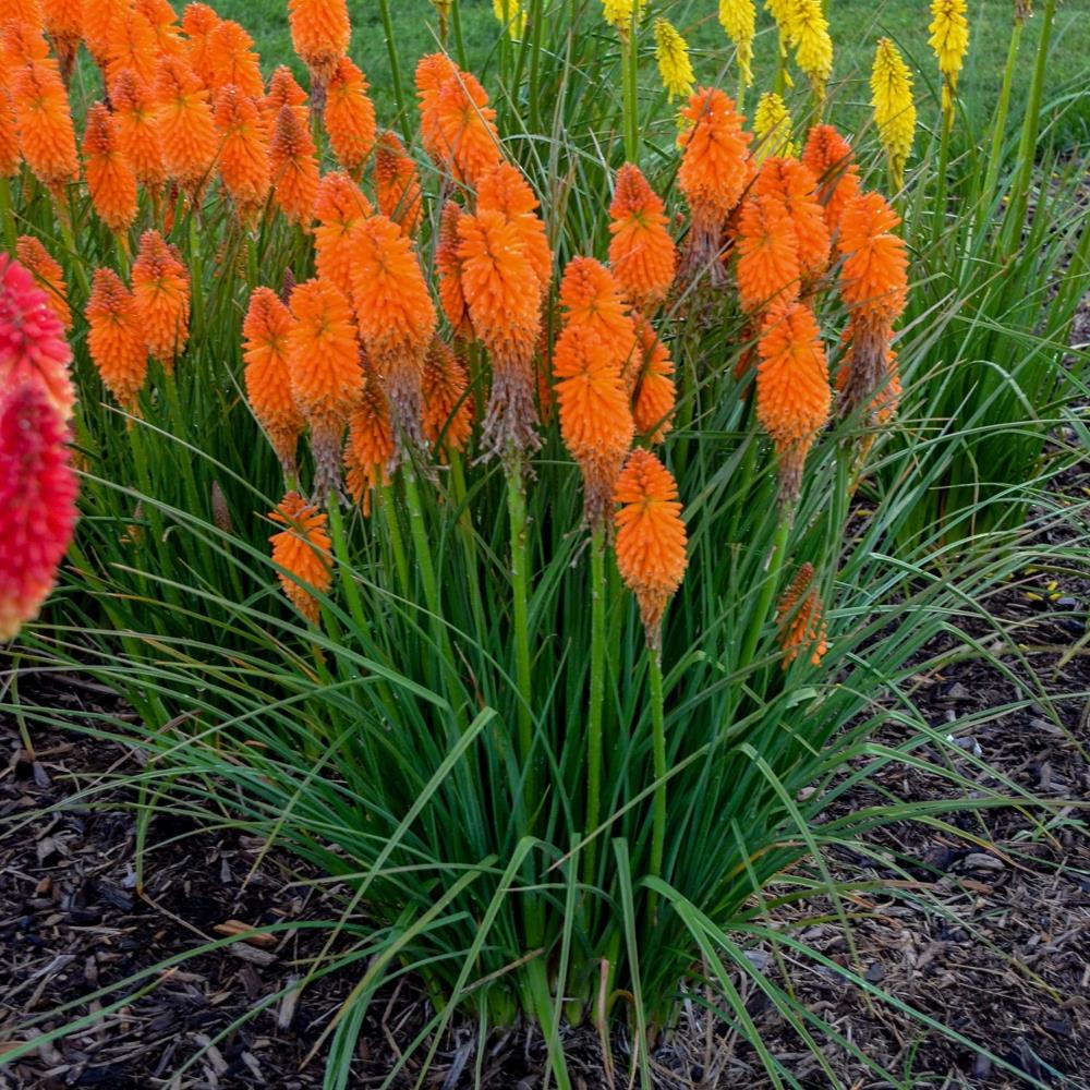 Kniphofia Uvaria Poco 'Orange' X3