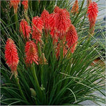 Kniphofia Uvaria Poco 'Red' X3