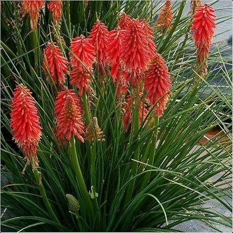 Kniphofia Uvaria Poco 'Red' X3