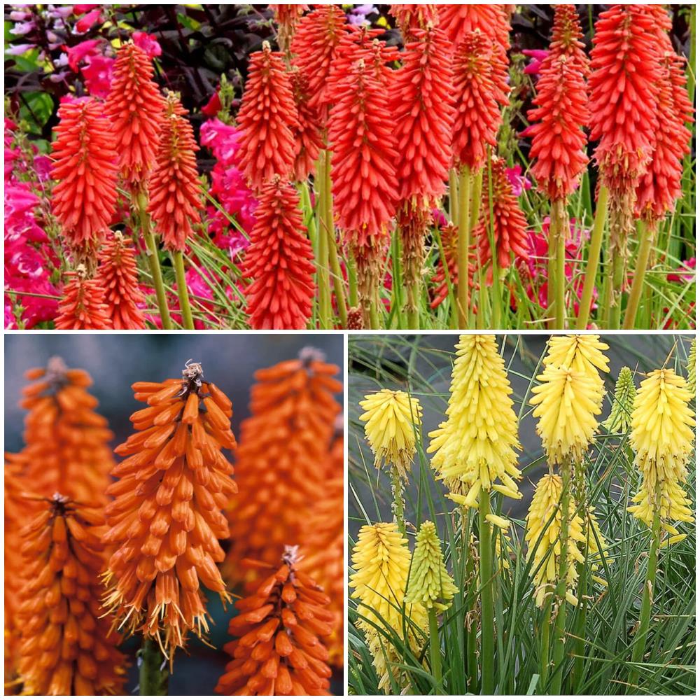 Kniphofia Uvaria Poco 'Mix' X3