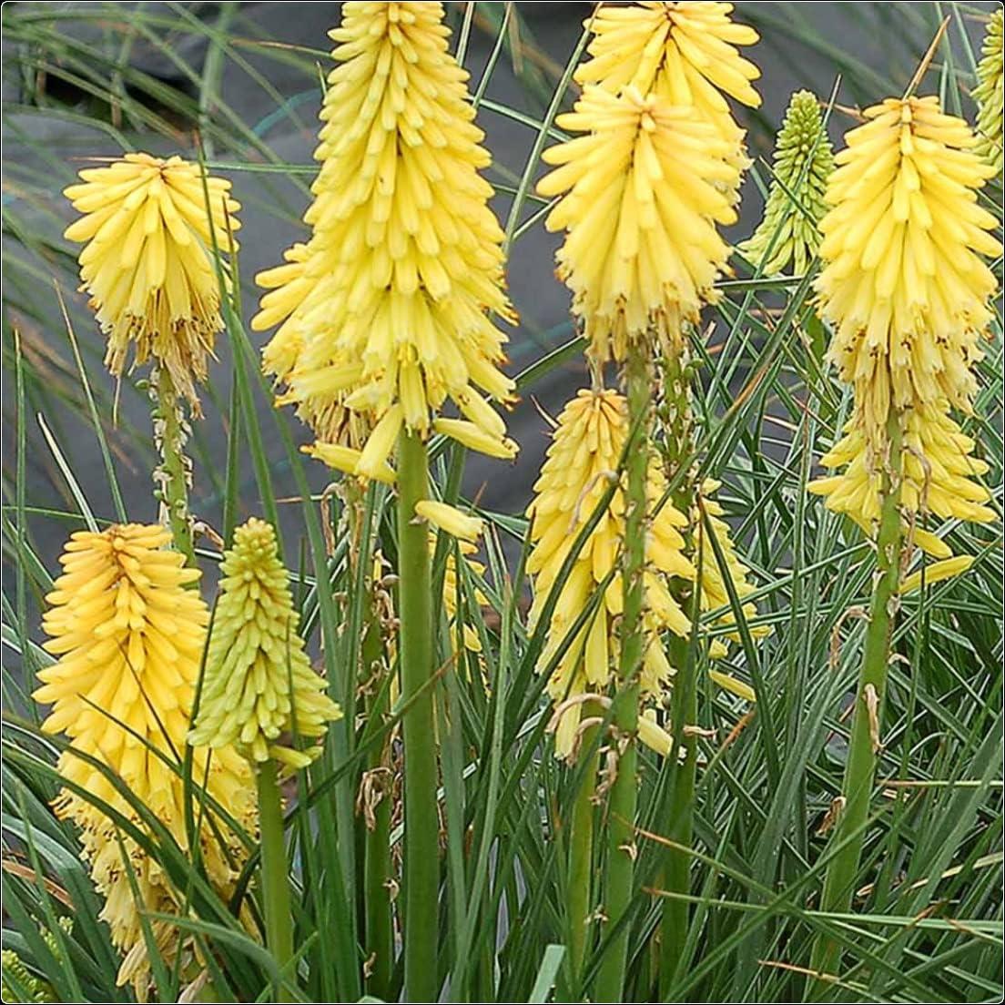 Kniphofia Uvaria Poco 'Mix' X3