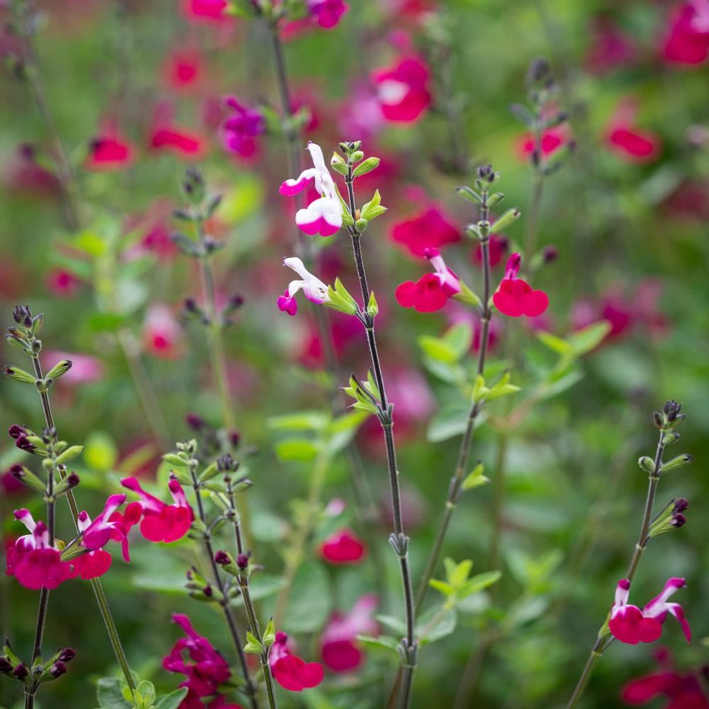 Salvia Greggii 'Cherry Lips' X3