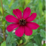 Cosmos Astrosanguineus Cherry Chocolate X3