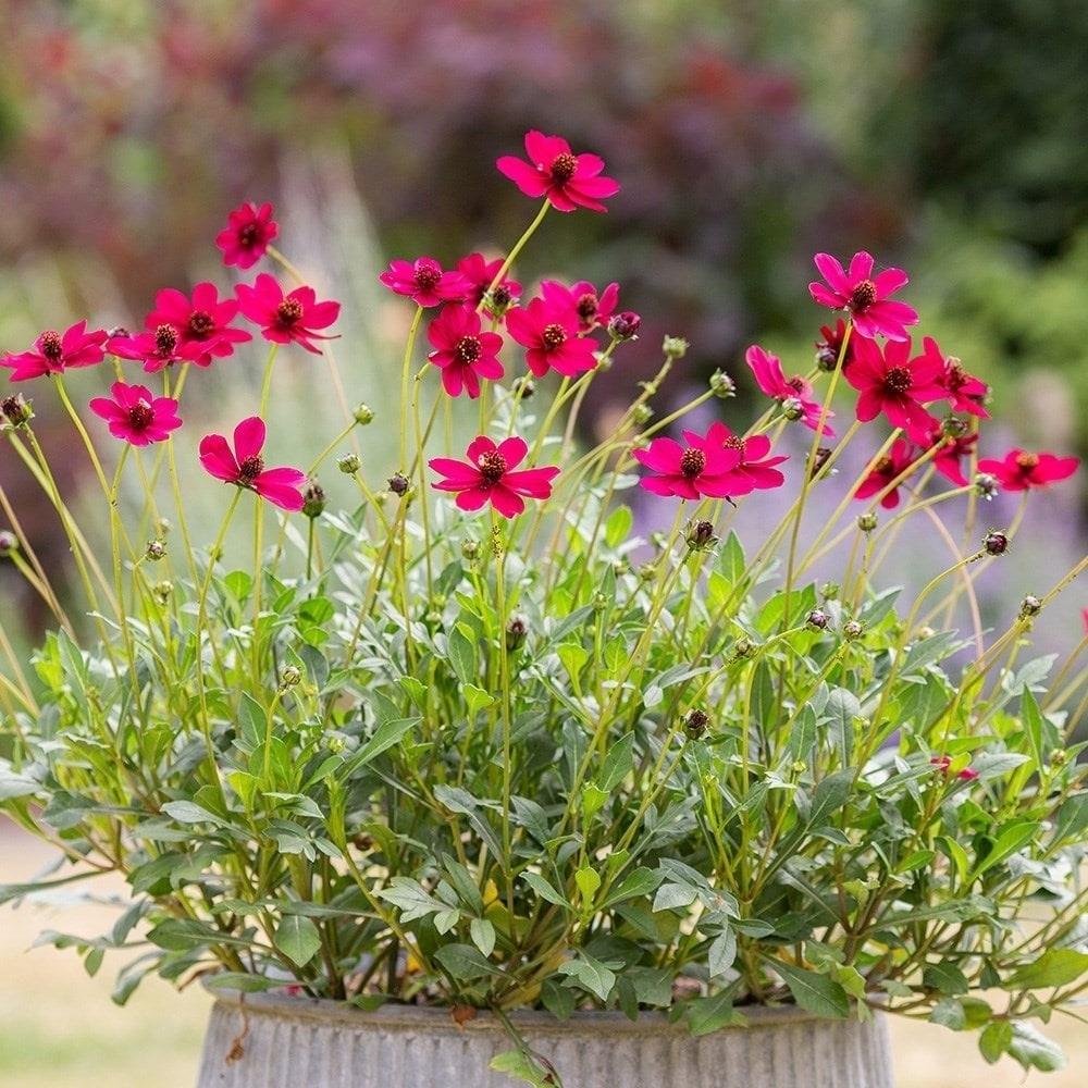 Cosmos Astrosanguineus Cherry Chocolate X3