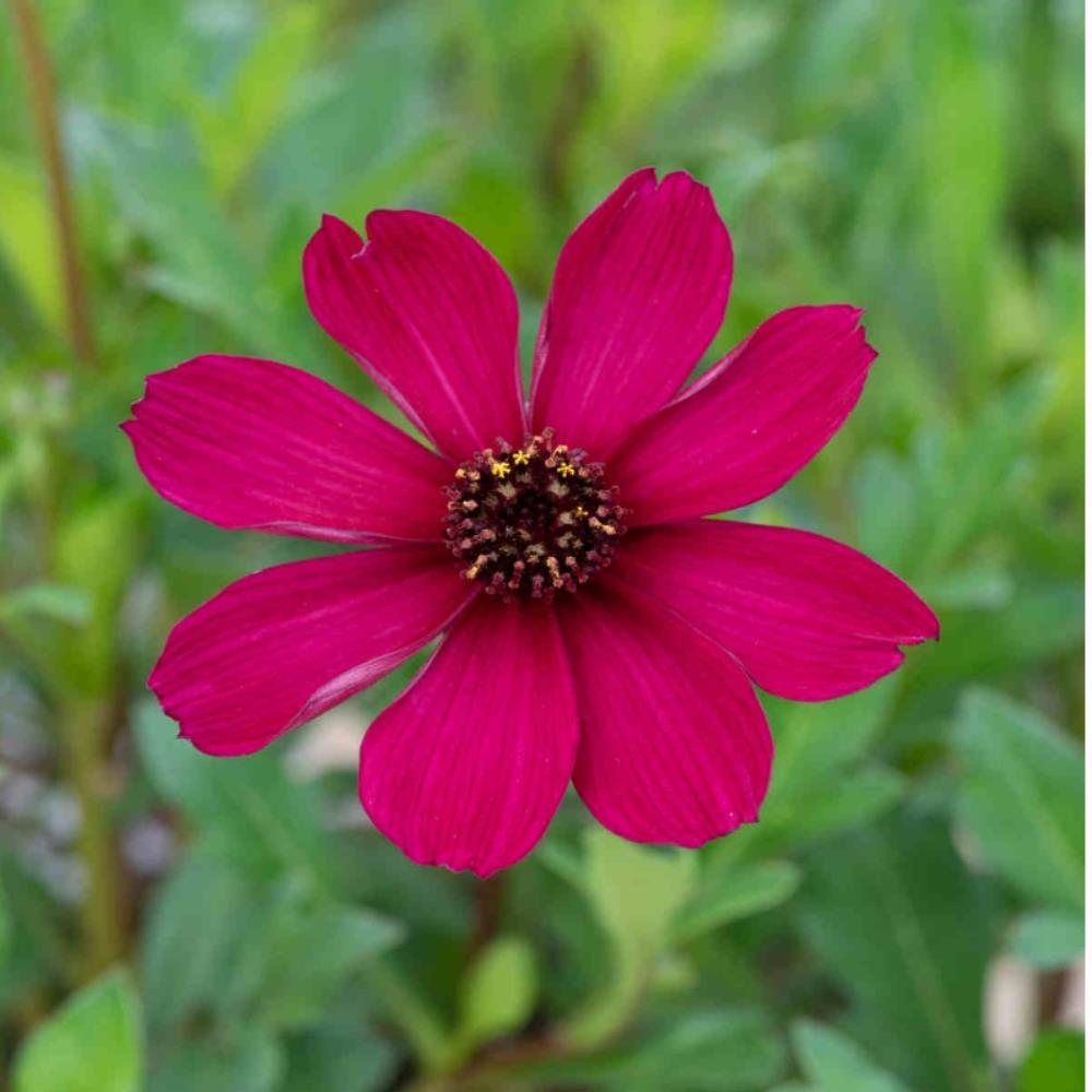 Cosmos Astrosanguineus 'Chocolate' Collection X3