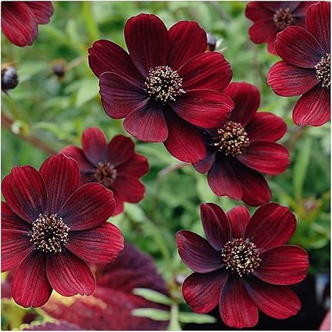 Cosmos Astrosanguineus 'Chocolate' Collection X3