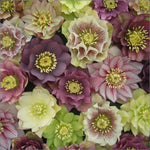 Hellebore Helleborus 'Double Queen Mixed' X5