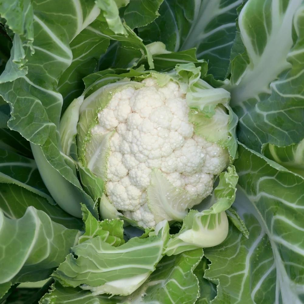 Cauliflower 'Newlyn' X12