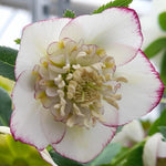Hellebore Helleborus 'White Picotee' X3