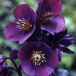 Hellebore Helleborus 'Blue Metallic Lady' X3