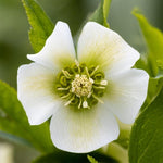 Hellebore Helleborus 'White Lady' X3