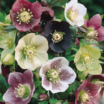 Hellebore Helleborus 'Mixed' X5