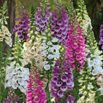Foxglove Digitalis Purpurea 'Dalmatian Mix' X6