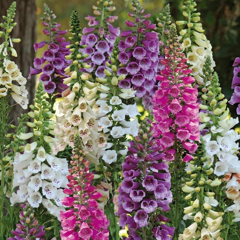 Foxglove Digitalis Purpurea 'Dalmatian Mix' X6