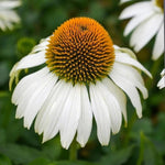 Echinacea Purpurea 'Feeling White' X3