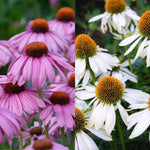 Echinacea Purpurea Pink and White 'Feeling Mix' X4