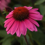 Echinacea 'Purple Emperor' X3
