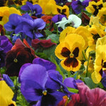 Pansy Matrix 'Blotch Mixed' X12
