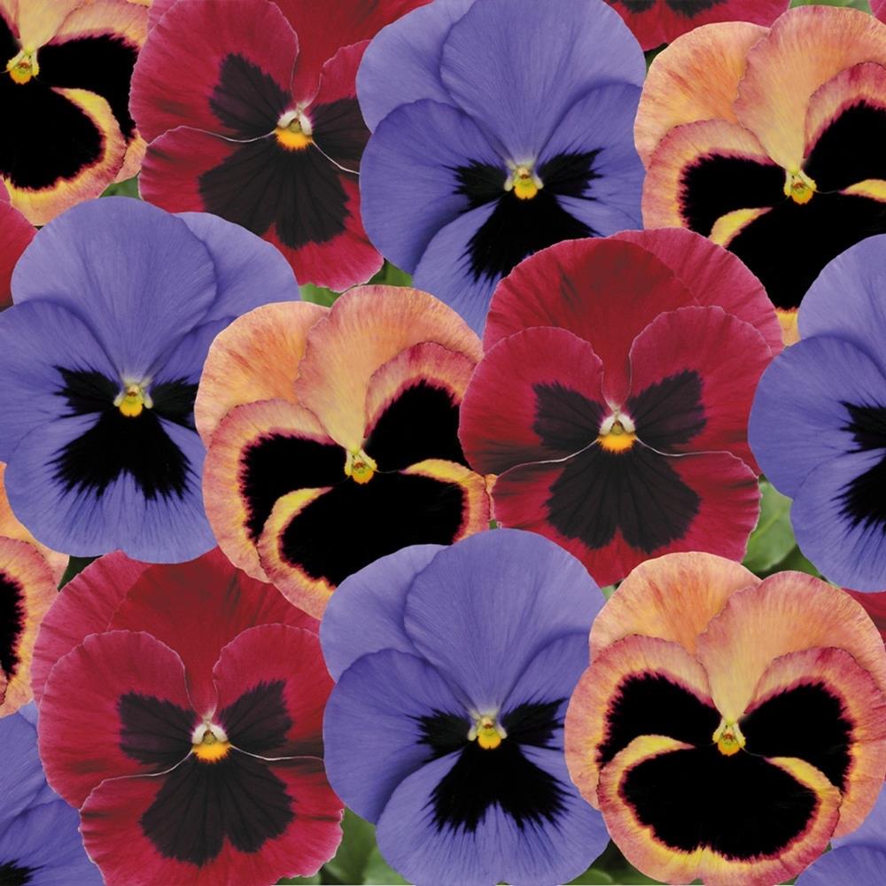 Pansy Matrix 'Coastal Sunrise' X12