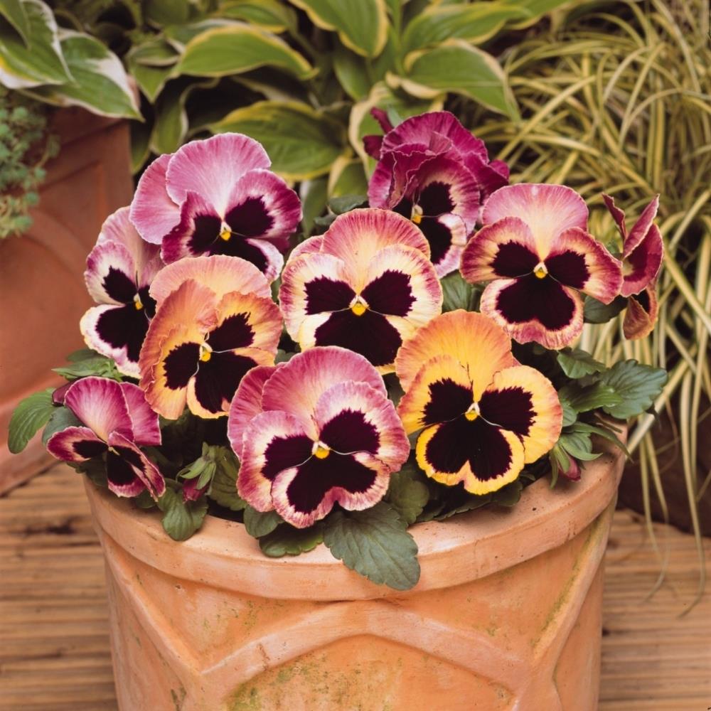 Pansy Matrix 'Coastal Sunrise' X12