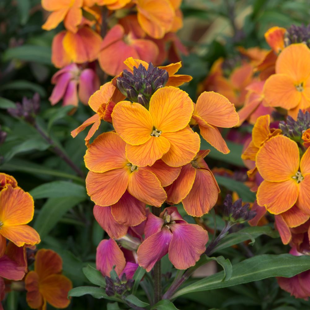 WallFlower Erysimum 'Spring Breeze Sunset' X5