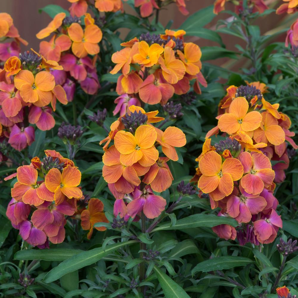WallFlower Erysimum 'Spring Breeze Sunset' X5