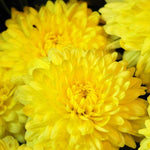 Chrysanthemum 'Allouise Yellow' X6